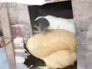 dog fucks chicken