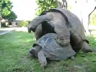 sex of giant turtles :) this is passion