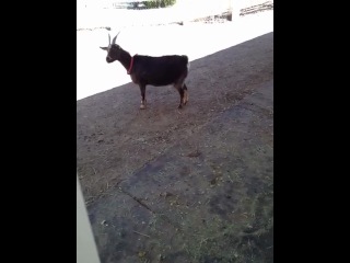 “what you didnt get to see after i got the goats in…. it full on attacked me” (goats) (june 2012)