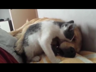 kitten playing with sleeping dog