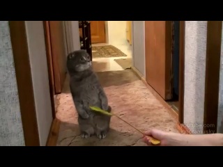 cat, cat, kitty, kitty, plays, funny, funny, surprising, unexpected :)