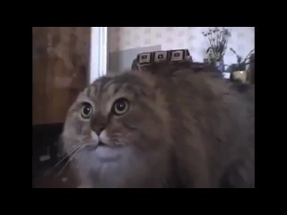 the cat unrealistically sings rzhak