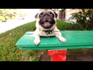 pug with volume control