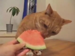 kitty watermelon lover