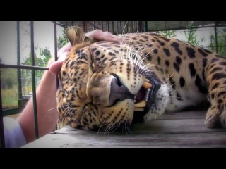 the leopard purrs. how cool is he anyway?