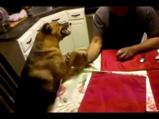 arm wrestling with a dog