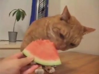 cat loves watermelon