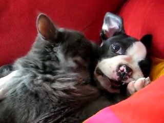 the cat fell in love with the puppy =)