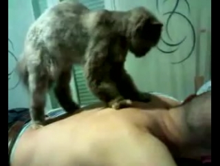 cat massage therapist