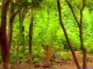 monkey teasing tigers
