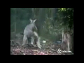 kangaroo vs goose